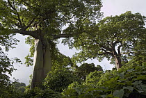 Kapok (Ceiba trichistandra) tree, Ecuador