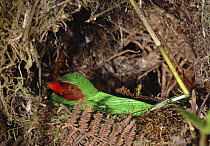 Grass-green Tanager (Chlorornis riefferii) on nest, Ecuador
