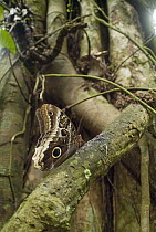 Owl Butterfly (Caligo sp) showing false eyespots, Ecuador