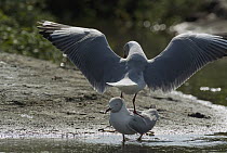 Grey-headed Gull (Larus cirrocephalus) pair courting, Ecuador