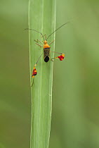 Squash Bug (Coreidae), Ecuador
