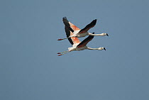 Chilean Flamingo (Phoenicopterus chilensis) pair flying, Ecuador
