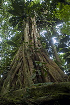 Fig (Ficus sp) tree showing buttress roots, Ecuador