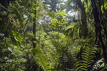 Montane forest on eastern slopes of Andes, Ecuador