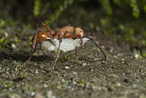 Army Ant (Eciton sp) carrying pupa, Ecuador