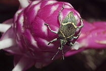 True Weevil (Curculionidae) on flower, Ecuador
