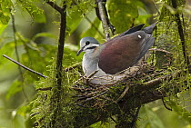 Sapphire Quail-Dove (Geotrygon saphirina) on nest, Ecuador
