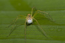 Huntsman Spider (Micrommata sp) mother with egg-sac, Ecuador