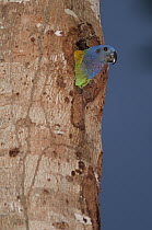 Blue-headed Parrot (Pionus menstruus) peeking from nest cavity, Ecuador