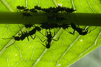 Treehopper (Guayaquila sp) group guarded by Ponerine Ants (Ectatomma tuberculatum), Ecuador