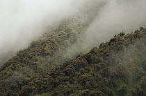 Montane forest shrouded in clouds, Cayambe Coca Ecological Reserve, Ecuador