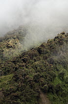 Montane forest shrouded in clouds, Cayambe Coca Ecological Reserve, Ecuador