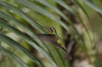 Sword-billed Hummingbird (Ensifera ensifera) female hovering, Ecuador