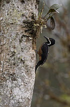 Powerful Woodpecker (Campephilus pollens) female at entrance to nest cavity, Ecuador