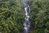 Cascading river in cloud forest, Cayambe Coca Ecological Reserve, Ecuador