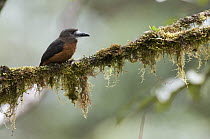 White-faced Nunbird (Hapaloptila castanea), Ecuador