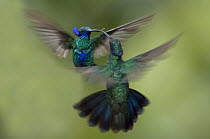 Sparkling Violet-ear (Colibri coruscans) hummingbird males fighting, Ecuador, digitally manipulated