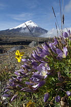 Cotopaxi Volcano and flowers in paramo habitat, Ecuador