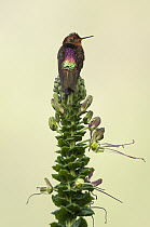 Shining Sunbeam (Aglaeactis cupripennis) hummingbird, Ecuador