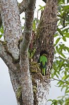 Golden-headed Quetzal (Pharomachrus auriceps) male at nest cavity, Ecuador