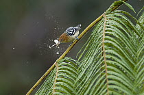 Pacific Antwren (Myrmotherula pacifica) female catching moth, Ecuador