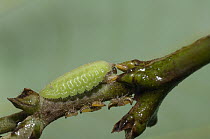 Treehopper (Membracidae) nymphs milked by butterfly caterpillar, Ecuador