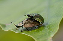 Leaf Beetle (Stolas sp) pair mating, Amazon, Ecuador