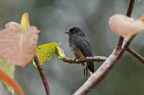Swallow-winged Puffbird (Chelidoptera tenebrosa), Ecuador