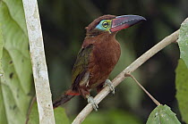 Golden-collared Toucanet (Selenidera reinwardtii) female, Ecuador