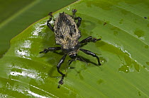 True Weevil (Curculionidae), Amazon, Ecuador