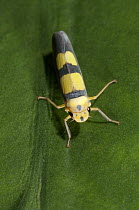 Leafhopper (Cicadellidae), Amazon, Ecuador