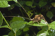 Katydid (Typophyllum sp) juvenile mimicking dried leaf, Amazon, Ecuador