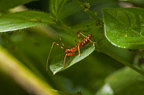 Assassin Bug (Reduviidae) juvenile, Amazon, Ecuador