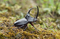 Rhinoceros Beetle (Enema pan) showing horns, Ecuador