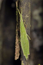 Gaudy Grasshopper (Omura congrua), Amazon, Ecuador