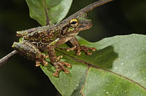 Buckley's Slender-legged Treefrog (Osteocephalus buckleyi), Amazon, Ecuador
