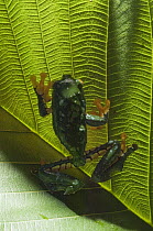 Fringed Leaf Frog (Agalychnis craspedopus), Amazon, Ecuador
