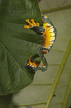 Fringed Leaf Frog (Agalychnis craspedopus) clinging to leaf, Amazon, Ecuador