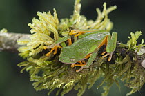Tree Frog (Phyllomedusa hulli) on moss, Amazon, Ecuador