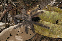 Tarantula (Theraphosidae) in leaf litter on forest floor, Amazon, Ecuador