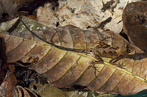 Anolis Lizard (Anolis nitens) camouflaged on leaf, Ecuador