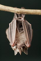Leaf-nosed Bat (Phyllostomidae), Amazon, Ecuador