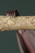 Leaf-nosed Bat (Phyllostomidae) fingers, Amazon, Ecuador
