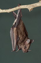 Leaf-nosed Bat (Phyllostomidae), Amazon, Ecuador