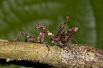 Praying Mantis (Stenophylla sp), Amazon, Ecuador