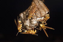 Wasp (Polybia sp) group starting to build a nest, Amazon, Ecuador