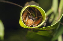 Cricket (Gryllidae) hiding in rolled up leaf, Amazon, Ecuador