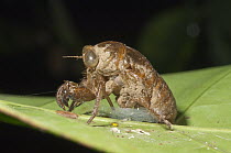 Cicada (Cicadidae) exuvia, the remains of an exoskeleton after molting, Amazon, Ecuador