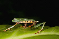 Tiger-striped Leaf Frog (Phyllomedusa tomopterna), Amazon, Ecuador
