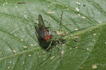 Huntsman Spider (Micrommata sp) with fly prey on web, Amazon, Ecuador